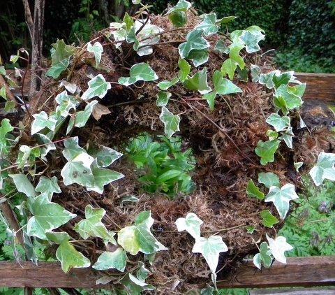 Living wreath of ivy
