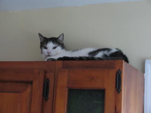 Her very favorite spot on top of the cabinets