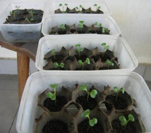Nursery in Recycled Disposable Food Containers