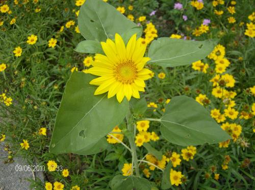Heliopsis-"Summer Sun"