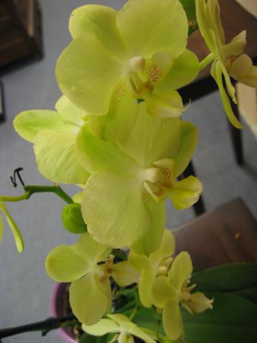 Phalaenopsis - flower