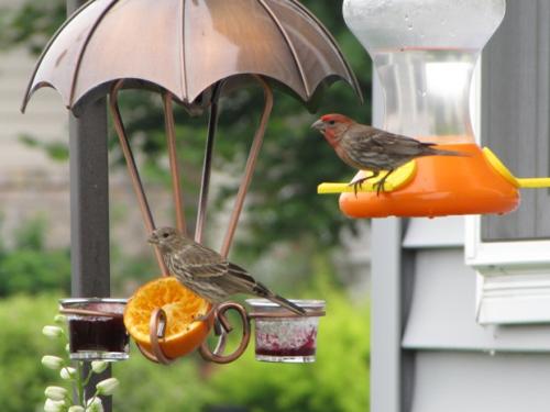 House Finch (female and male)