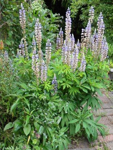 lupines toward the end...to tall?