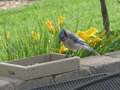 Blue Jay looking for his peanuts