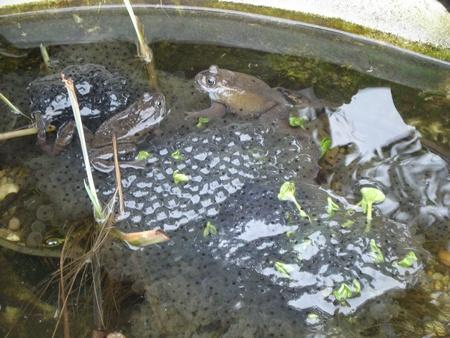 Busy frogs!