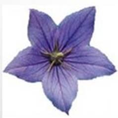 Blue/Purple flower