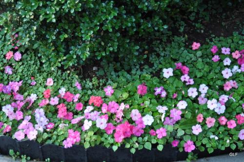 one small area of self-seeding impatiens
