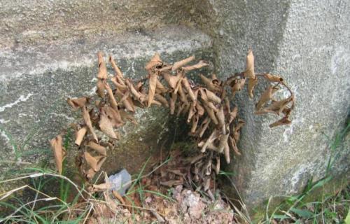 Dried up English Ivy