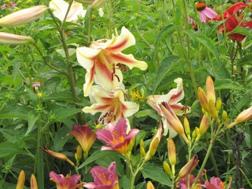 Lily and daylily