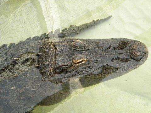 Gator removed from area where he had been feeding on local pets