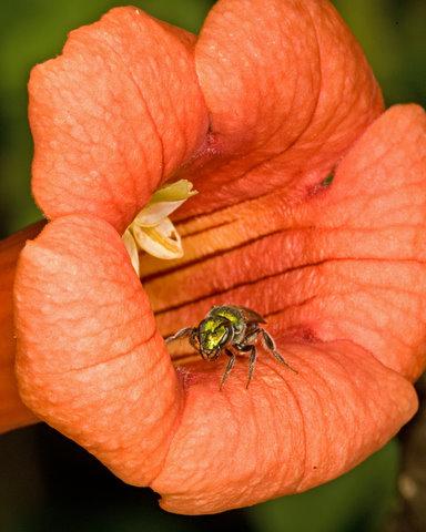 tiny bug in Trumpet flower