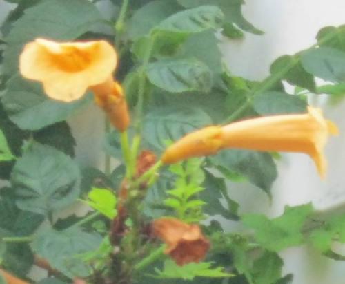 Trumpet Vine Flower