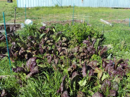 Red Mustard leaf, and celery behind still growing