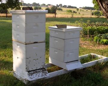 Our two beehives, soon to be four