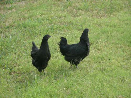 two hens out on the town (free-ranging)