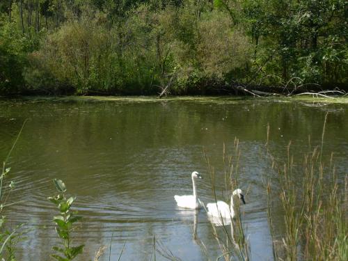 Swans having a morning swim