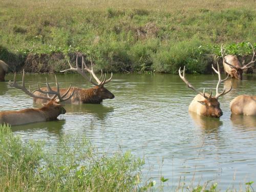 Elk having a morning soak