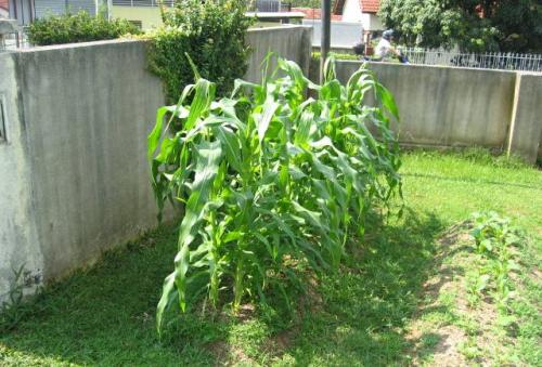 Is My Corn Growing Correctly