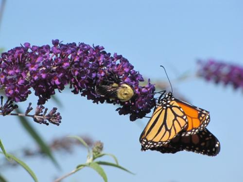 Bee and a Monarch butterfly