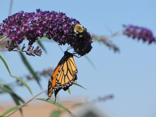 Bee and a Monarch butterfly