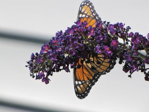 Viceroy Butterfly..enjoying the blooms