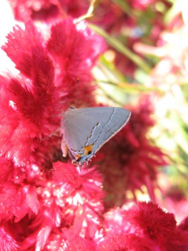 Gray Hairstreak Butterfly on Roostercomb