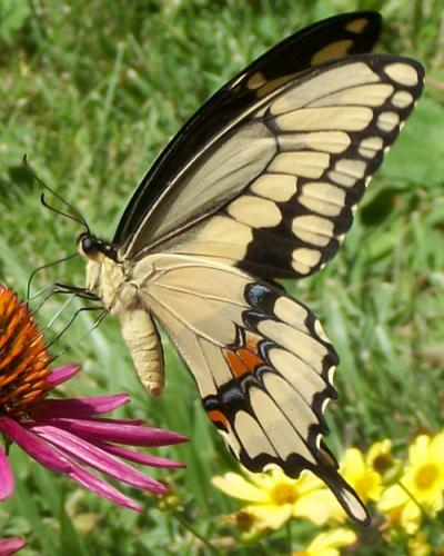Giant Yellow Swallowtail
