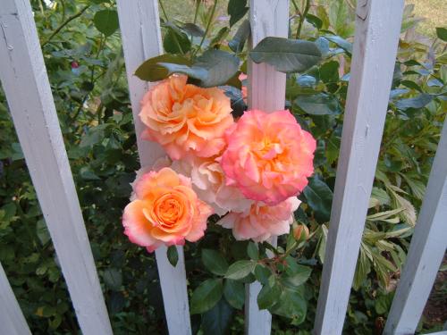 Mom's roses 10/9/10
