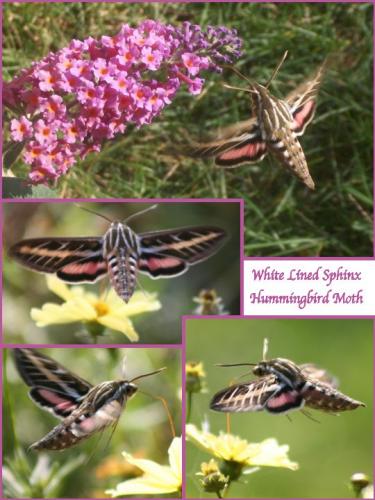 White Lined Sphinx Hummingbird Moth