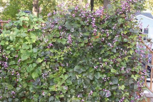 vine with purple seed pods