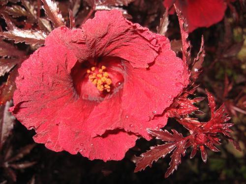 Red leaf Hibiscus