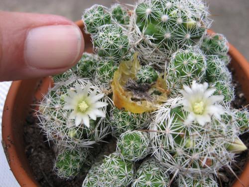 Thimble Cactus-Flowers
