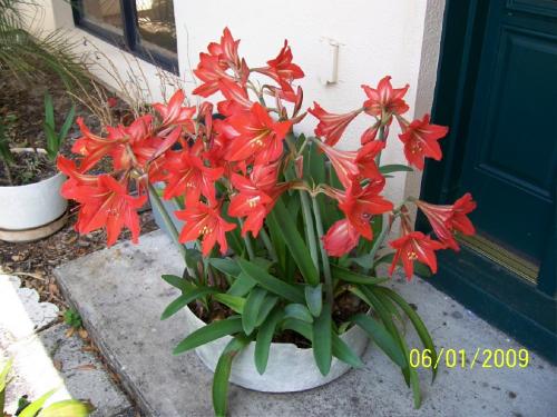 Amaryllis in a pot in 2009