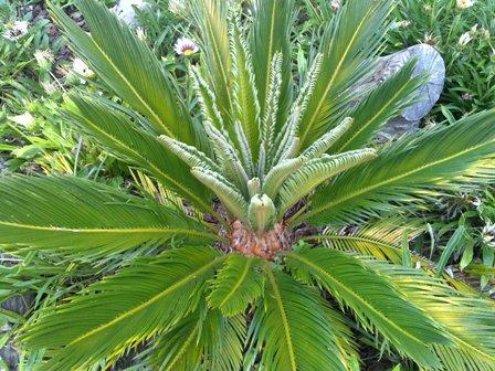 Cycas revoluta with new growth