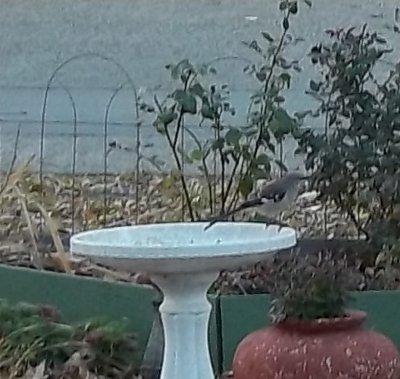 Mockingbird at the fruit feeder