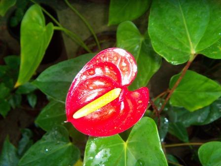 anthurium - one of the butterflies
