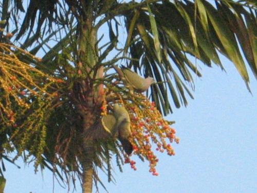 Pink Necked Green Pigeons