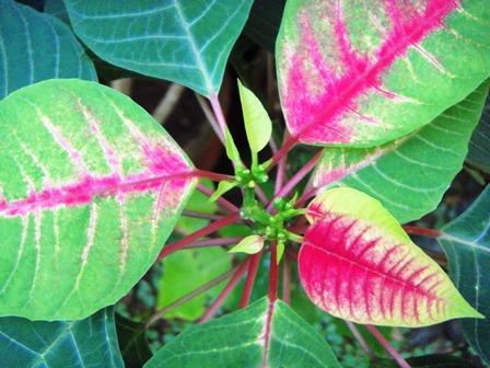 changing shades - poinsettia