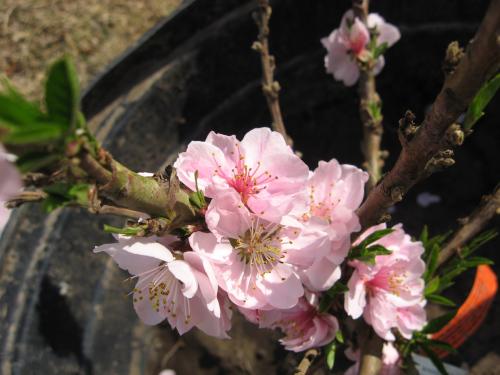 Bonanza Peach-1st blossoms