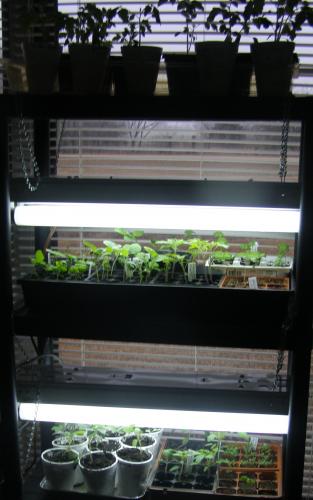 Seedlings at end of February