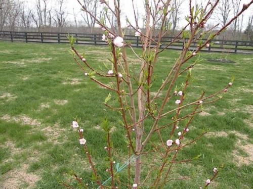 And this is the same peach tree exposed with blooms waiting for cold bees.