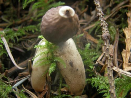 Arched Earthstar, Geastium fornicatum