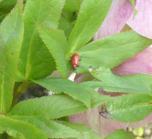 The dreaded lily beetle