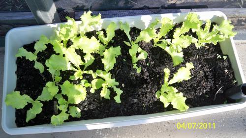 Lettuce in Grow Box