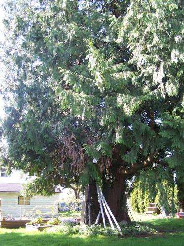 Cedar tree in middle of back yard