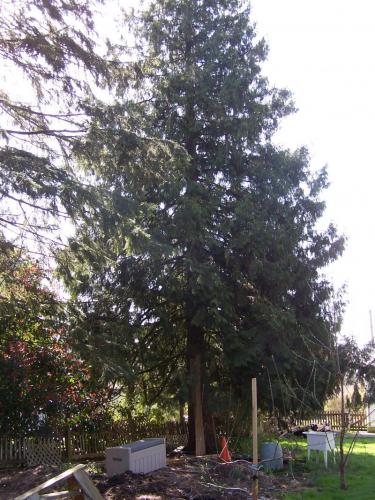 Another cedar tree in our back yard