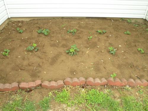 Our Tiny patch of 10 Strawberry Plants