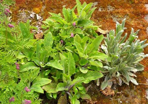 Weeds for flowers: foxglove, Pacific bleeding heart and pink mullien