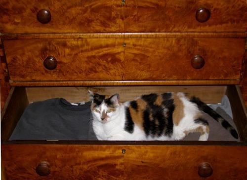Drawer full of cat