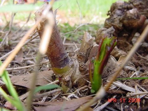 Texas Star Hibiscus emerging from stump..
